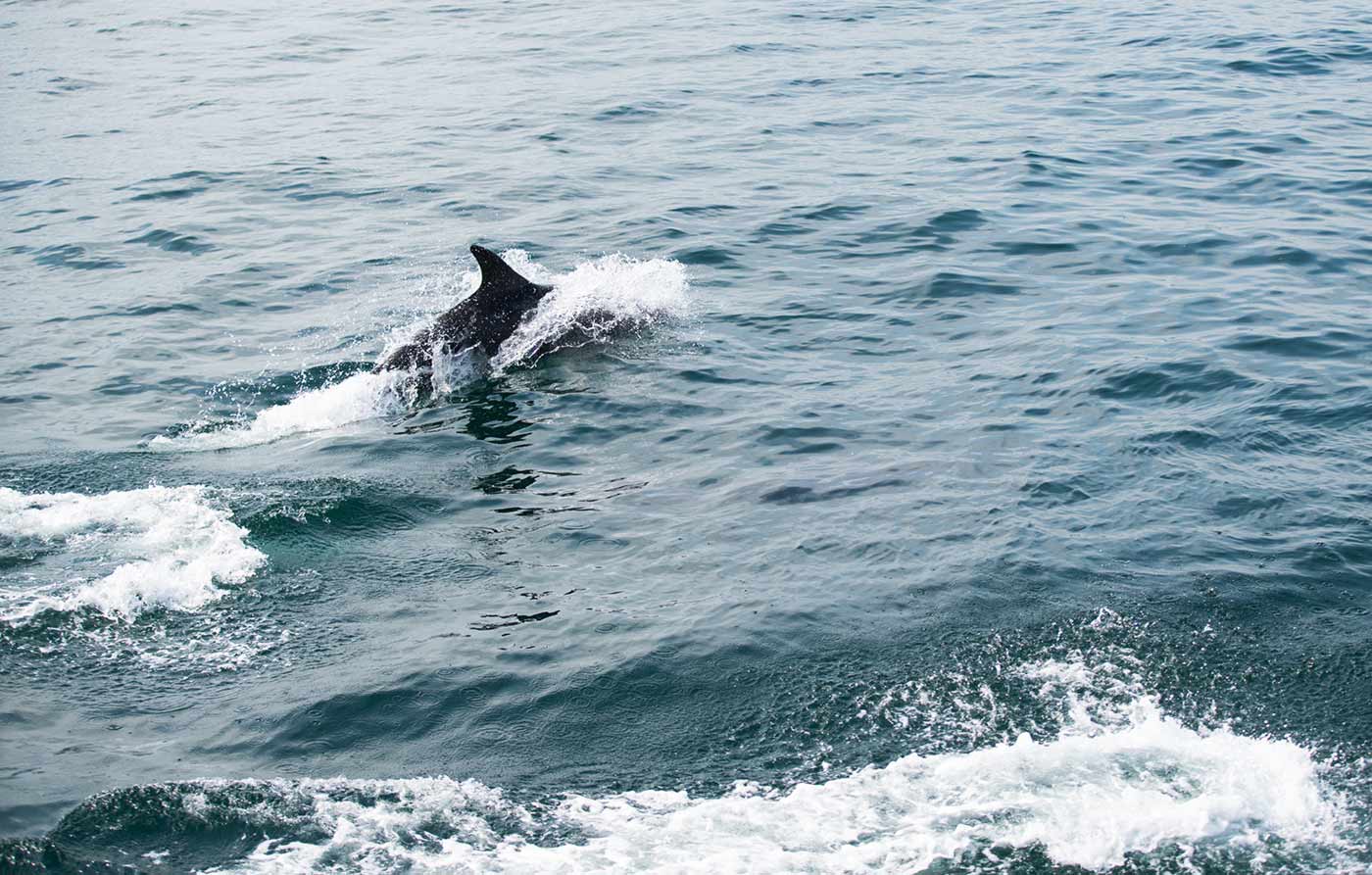 Dolphins at Treshnish Isles, Scotland