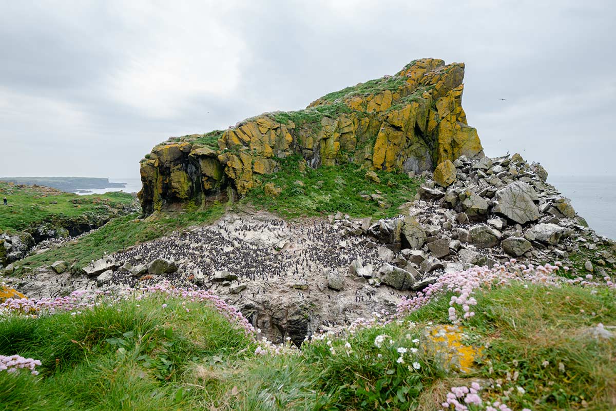 Guillemot colony at Puffin Island - Lunga, Scotland