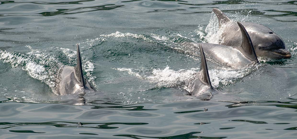 Dolphins in Trehnish Isles, Scotland