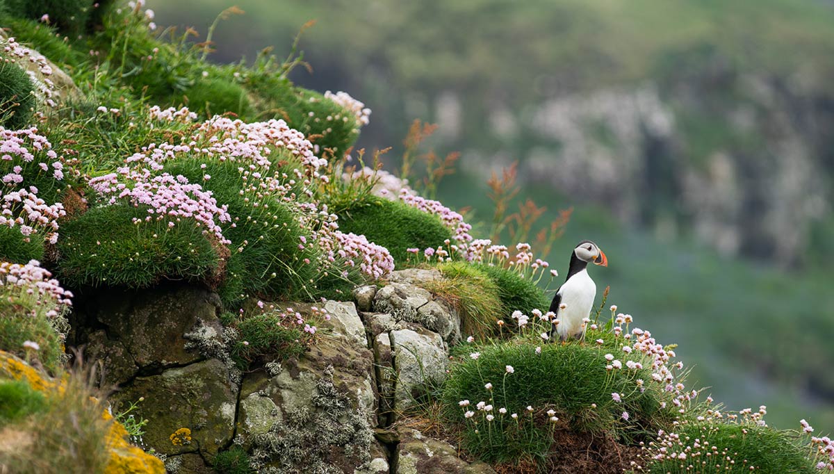 Puffin Island - Lunga, Scotland